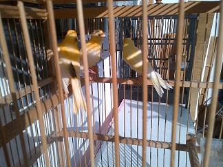 Kenari Lokal