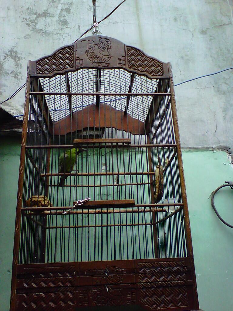 cucak ijo galak