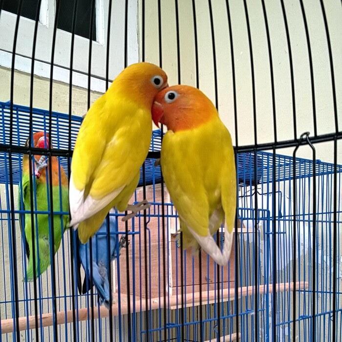 LB Love Bird Pastel Kuning Paskun bersih murah