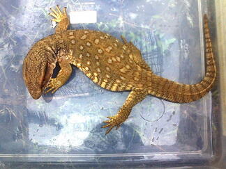 Jual Savmon ukuran 40 cm