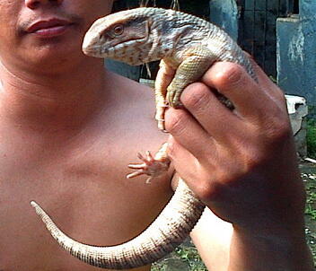 Jual Savmon ukuran 40 cm