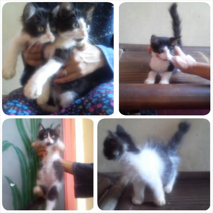 Jual Anak Kucing Angora Murah Lucu & Gemesin