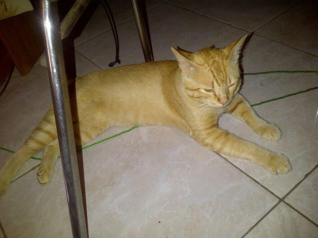 Jual kucing jantan murah mix maine coon Bandung