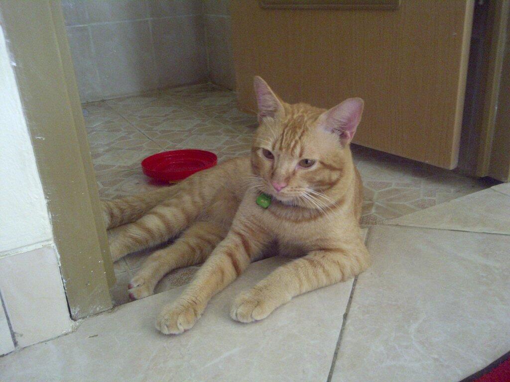 Jual kucing jantan murah mix maine coon Bandung