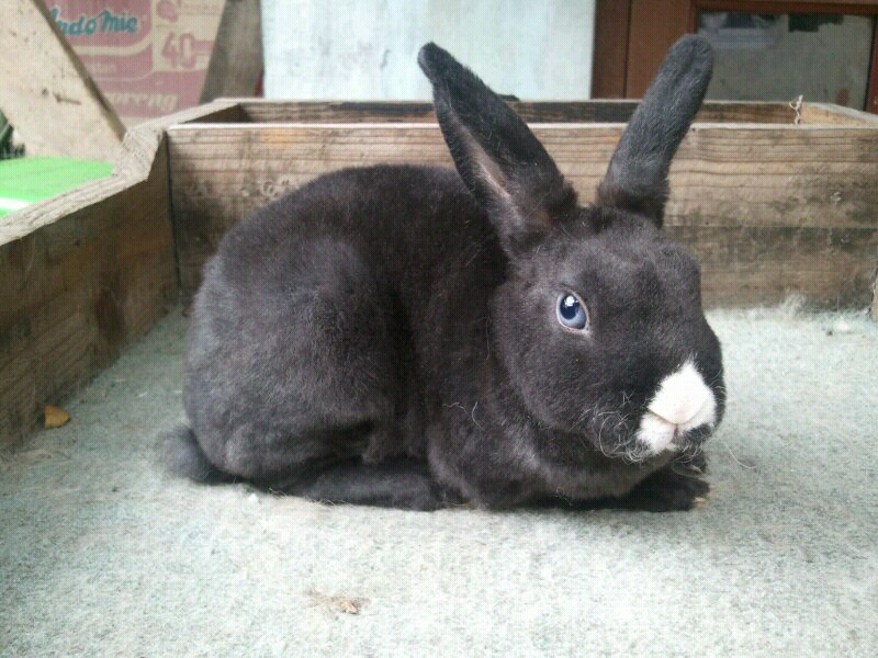 Sale kelinci mini rex