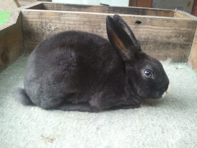 Sale kelinci mini rex