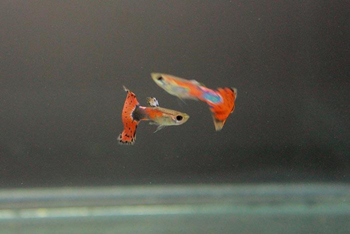JUAL GUPPY RED MOSAIC