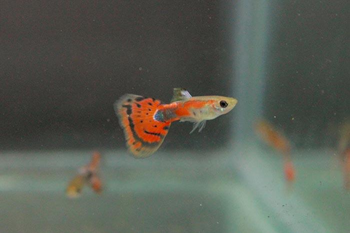 JUAL GUPPY RED MOSAIC