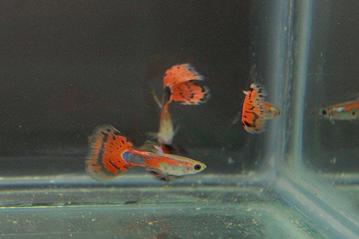 JUAL GUPPY RED MOSAIC