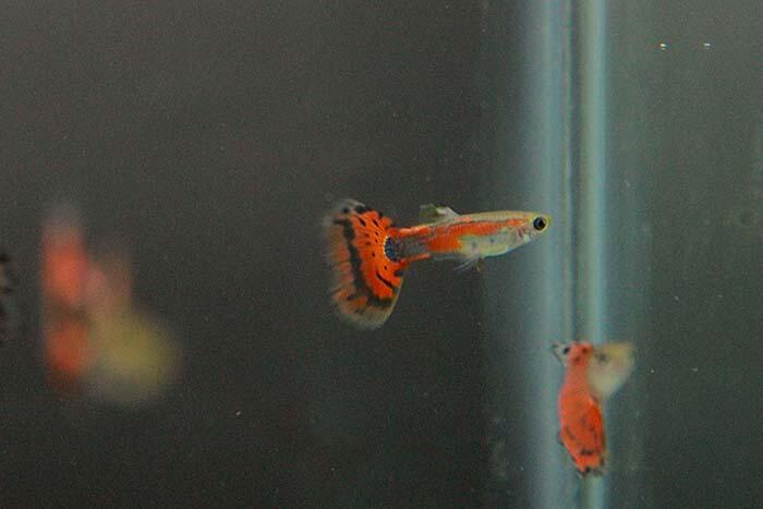 JUAL GUPPY RED MOSAIC