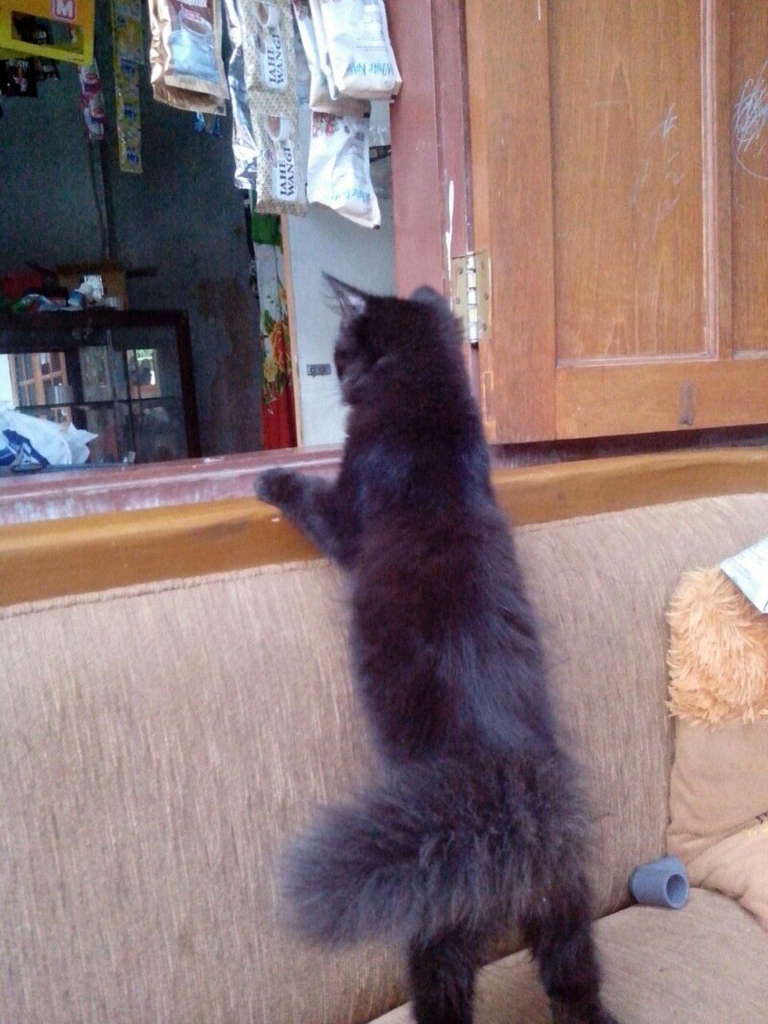 kitten american longhair