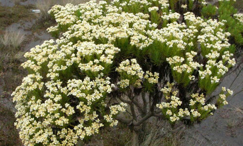 ..: Keabadian Dunia :..