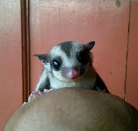 joey sugar glider