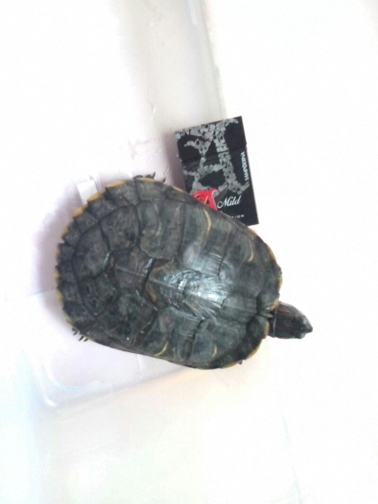 Stok ind0petz 3Jan14