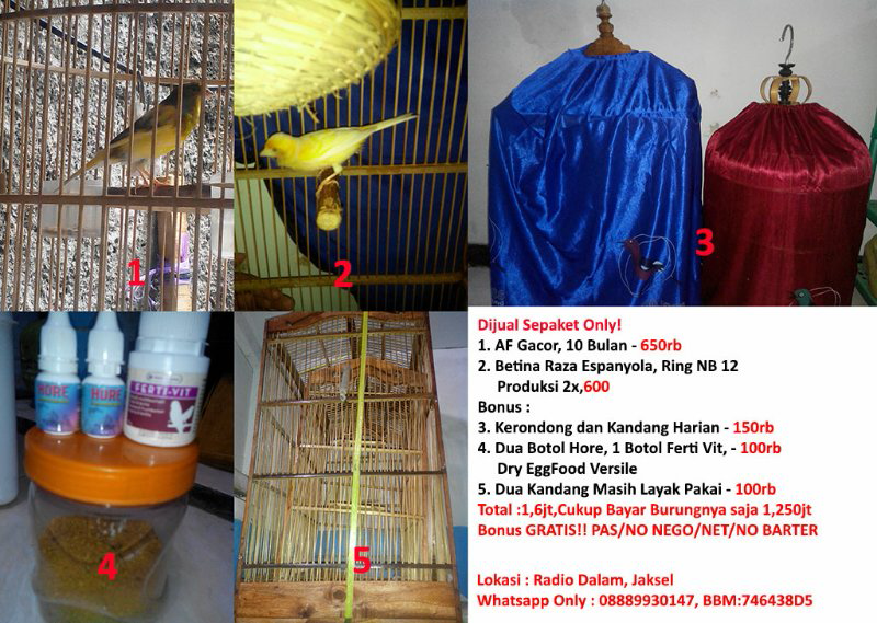 Kenari Gacor Murah.. Bonus berlimpah