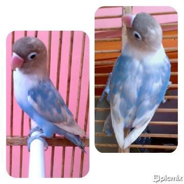 Lovebird Pasbir corak Lumayan