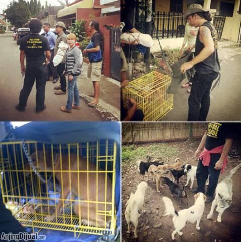 Mengenal Animal Defender Indonesia &#91;Pecinta Binatang Masuk !&#93;