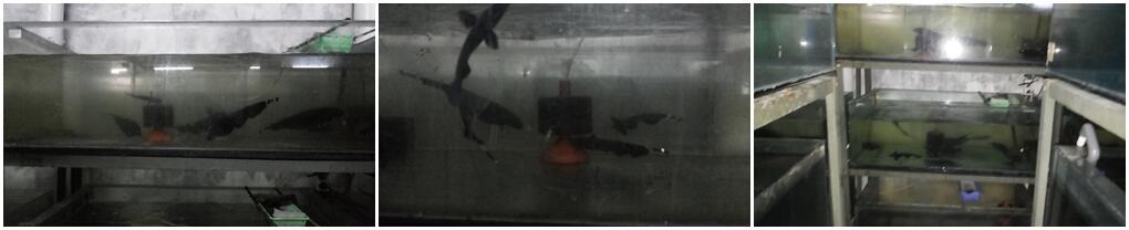 Jual Rayakan Black Ghost, Cimanggis, Depok