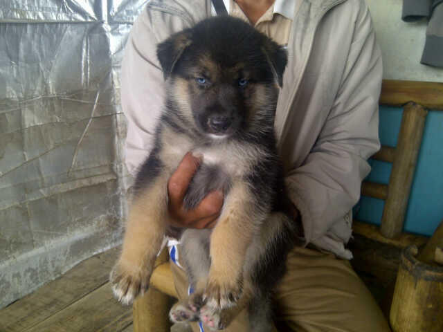 9 Ekor Puppies Siberian Husky Mix Herder GOOD QUALITY !!!
