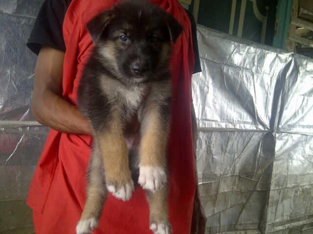 9 Ekor Puppies Siberian Husky Mix Herder GOOD QUALITY !!!