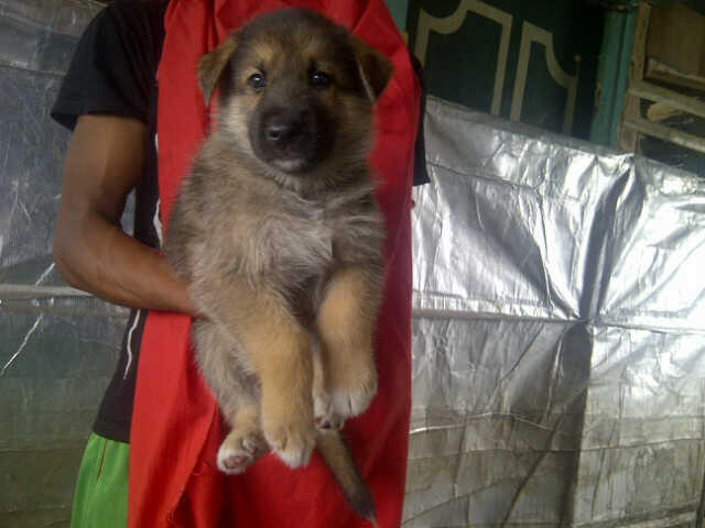 9 Ekor Puppies Siberian Husky Mix Herder GOOD QUALITY !!!