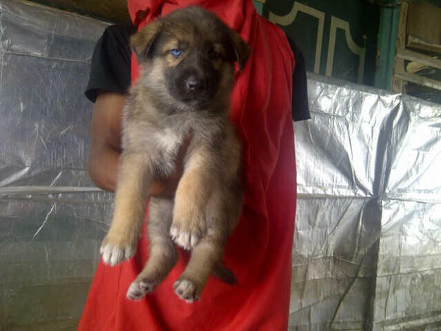 9 Ekor Puppies Siberian Husky Mix Herder GOOD QUALITY !!!