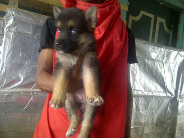 9 Ekor Puppies Siberian Husky Mix Herder GOOD QUALITY !!!