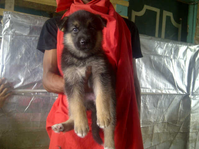 9 Ekor Puppies Siberian Husky Mix Herder GOOD QUALITY !!!