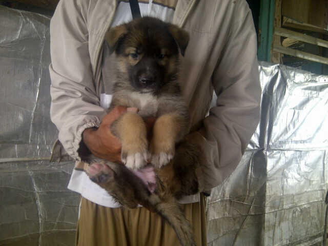 9 Ekor Puppies Siberian Husky Mix Herder GOOD QUALITY !!!
