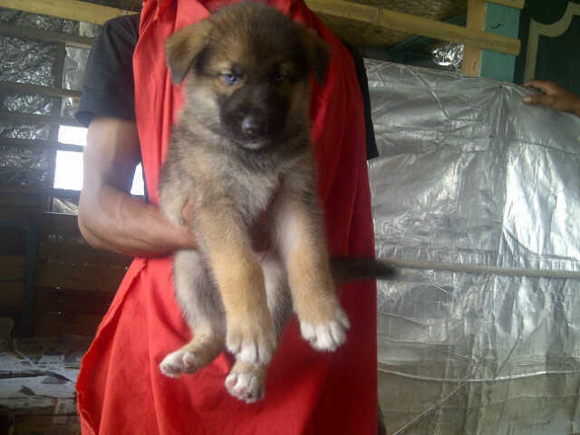 9 Ekor Puppies Siberian Husky Mix Herder GOOD QUALITY !!!