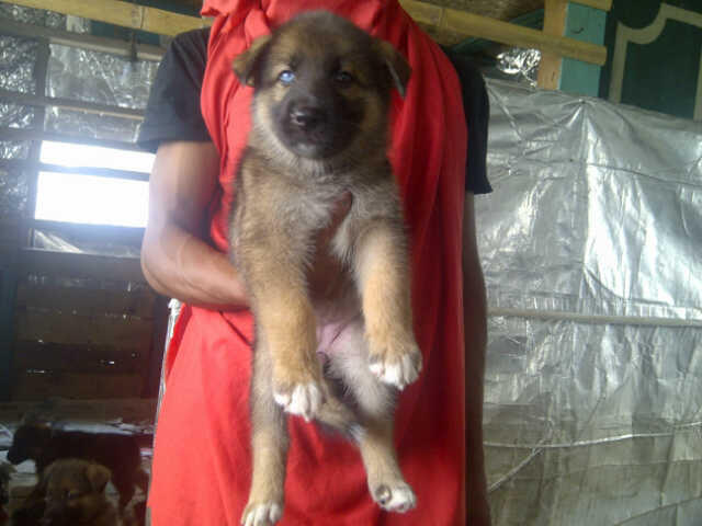9 Ekor Puppies Siberian Husky Mix Herder GOOD QUALITY !!!