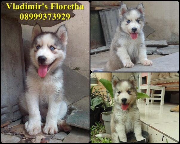 Siberian Husky ANAK IMPORT TAIWAN Murah Banget !!!!!