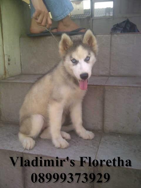 Siberian Husky ANAK IMPORT TAIWAN Murah Banget !!!!!