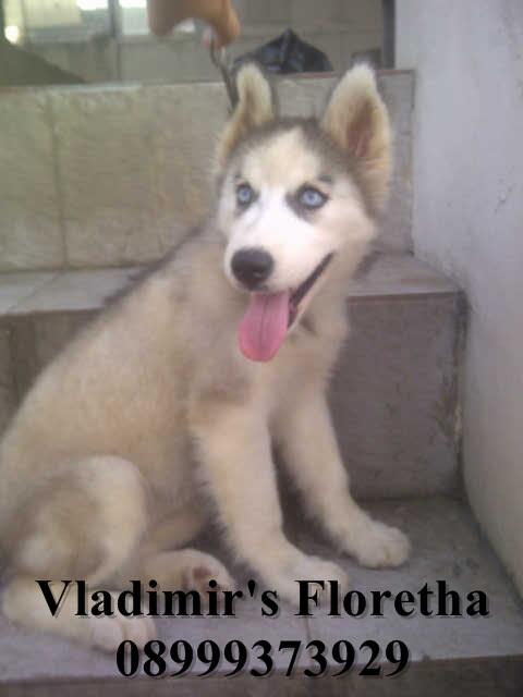 Siberian Husky ANAK IMPORT TAIWAN Murah Banget !!!!!