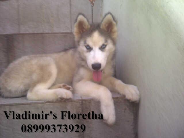 Siberian Husky ANAK IMPORT TAIWAN Murah Banget !!!!!