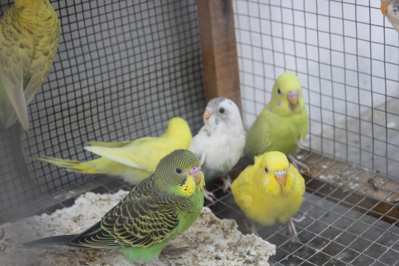 barter dengan kenari jantan af, 8 ekor indukan parkit