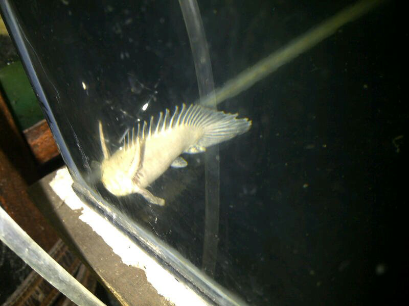 ikan unyu