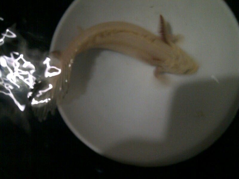 ikan unyu