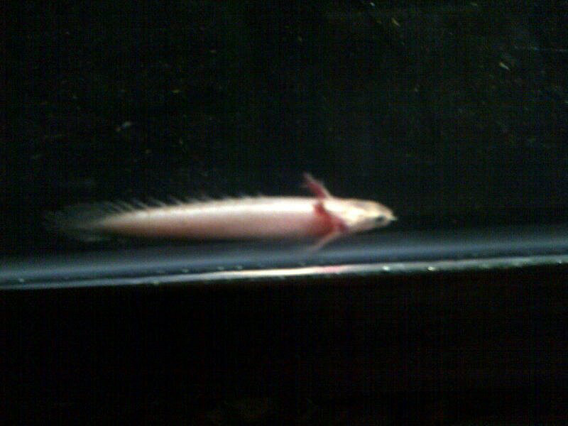 ikan unyu