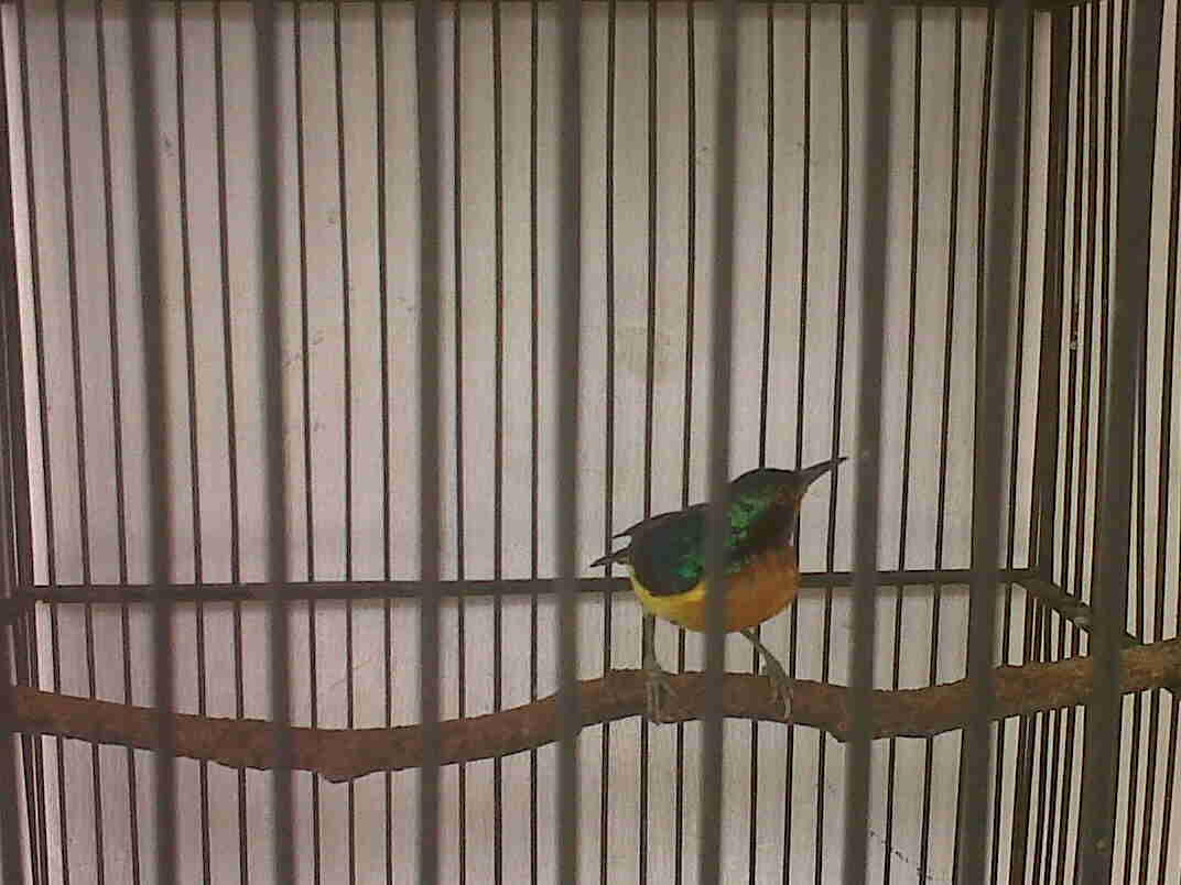 colibri pelangi gacor