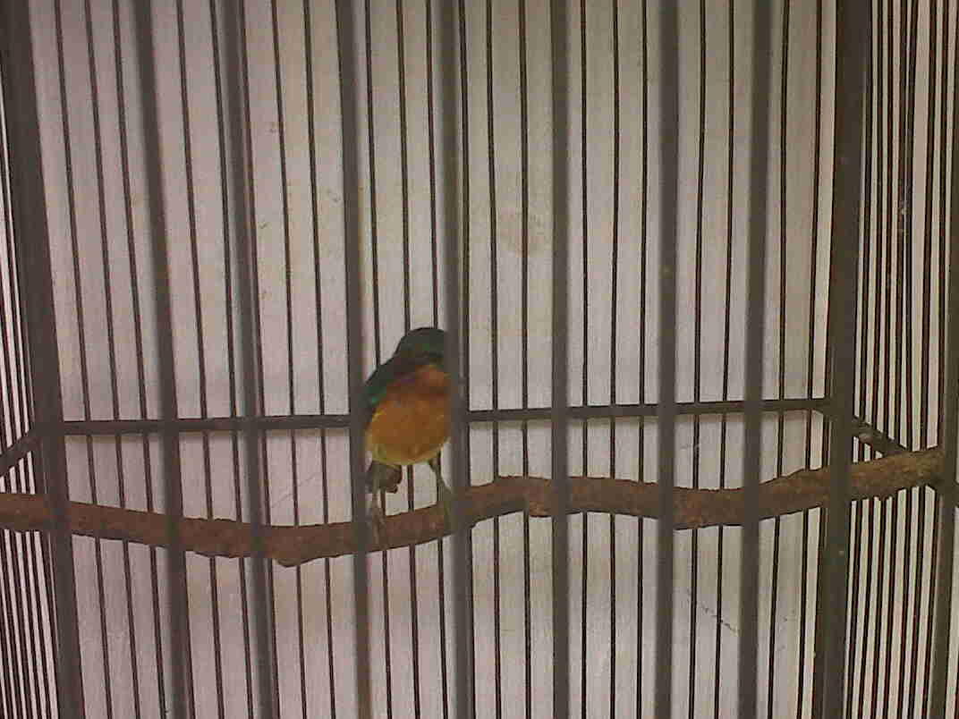 colibri pelangi gacor