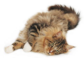 Macam-macam ras kucing.. cekidot !