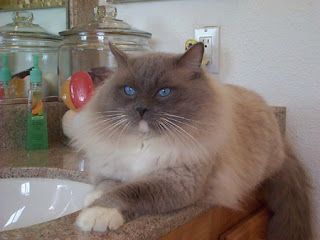 Macam-macam ras kucing.. cekidot !