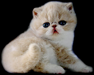 Macam-macam ras kucing.. cekidot !