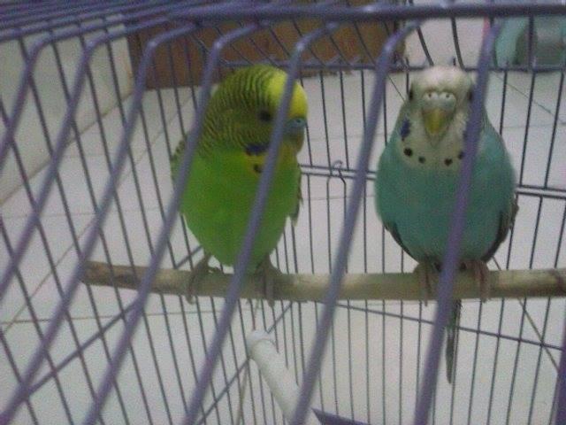 -=*Jual Burung Parkit Sepasang+kandang,Cocok u/penghilang Stress*=- Cek Gan