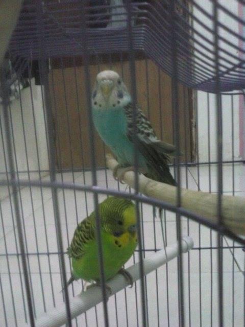-=*Jual Burung Parkit Sepasang+kandang,Cocok u/penghilang Stress*=- Cek Gan
