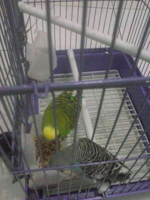 -=*Jual Burung Parkit Sepasang+kandang,Cocok u/penghilang Stress*=- Cek Gan