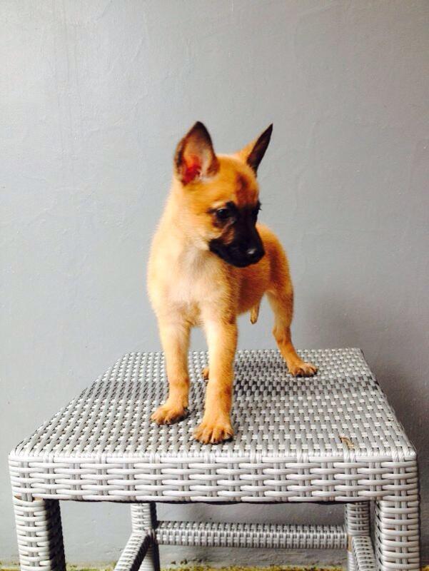 Dijual Anakan Malinois Jantan dan Betina.. Mantaapp gan.. Murmerr ajaa
