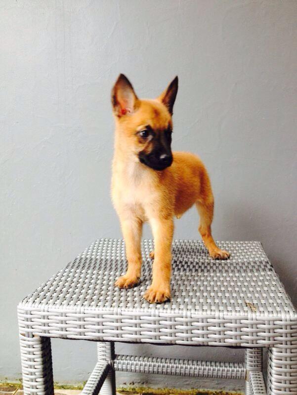 Dijual Anakan Malinois Jantan dan Betina.. Mantaapp gan.. Murmerr ajaa