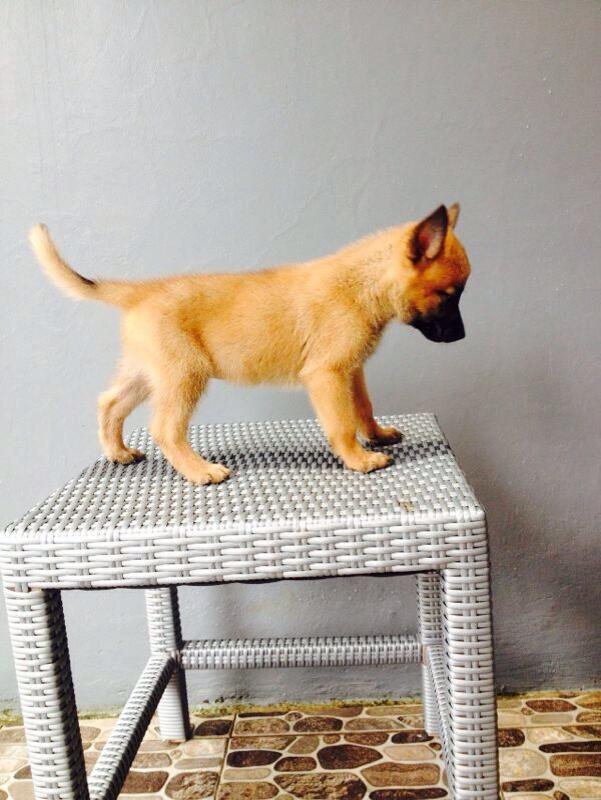 Dijual Anakan Malinois Jantan dan Betina.. Mantaapp gan.. Murmerr ajaa